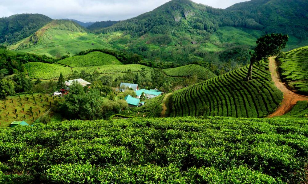 Best resorts in Munnar for honeymoon