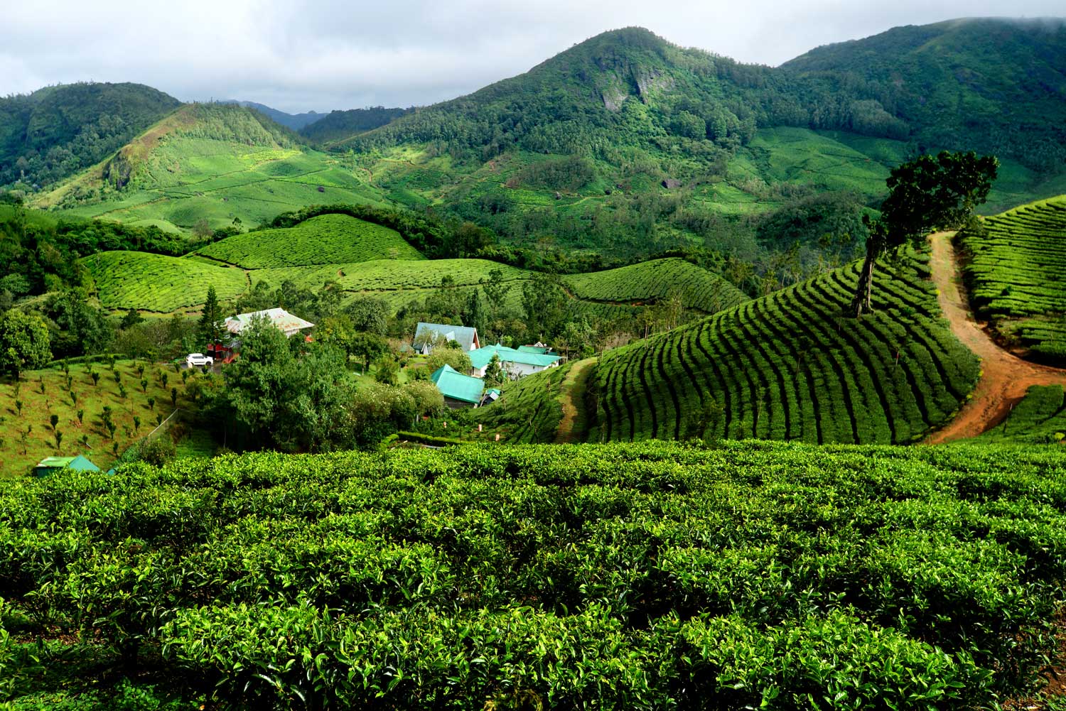 Top resorts in Munnar | Best Luxury resorts in Munnar