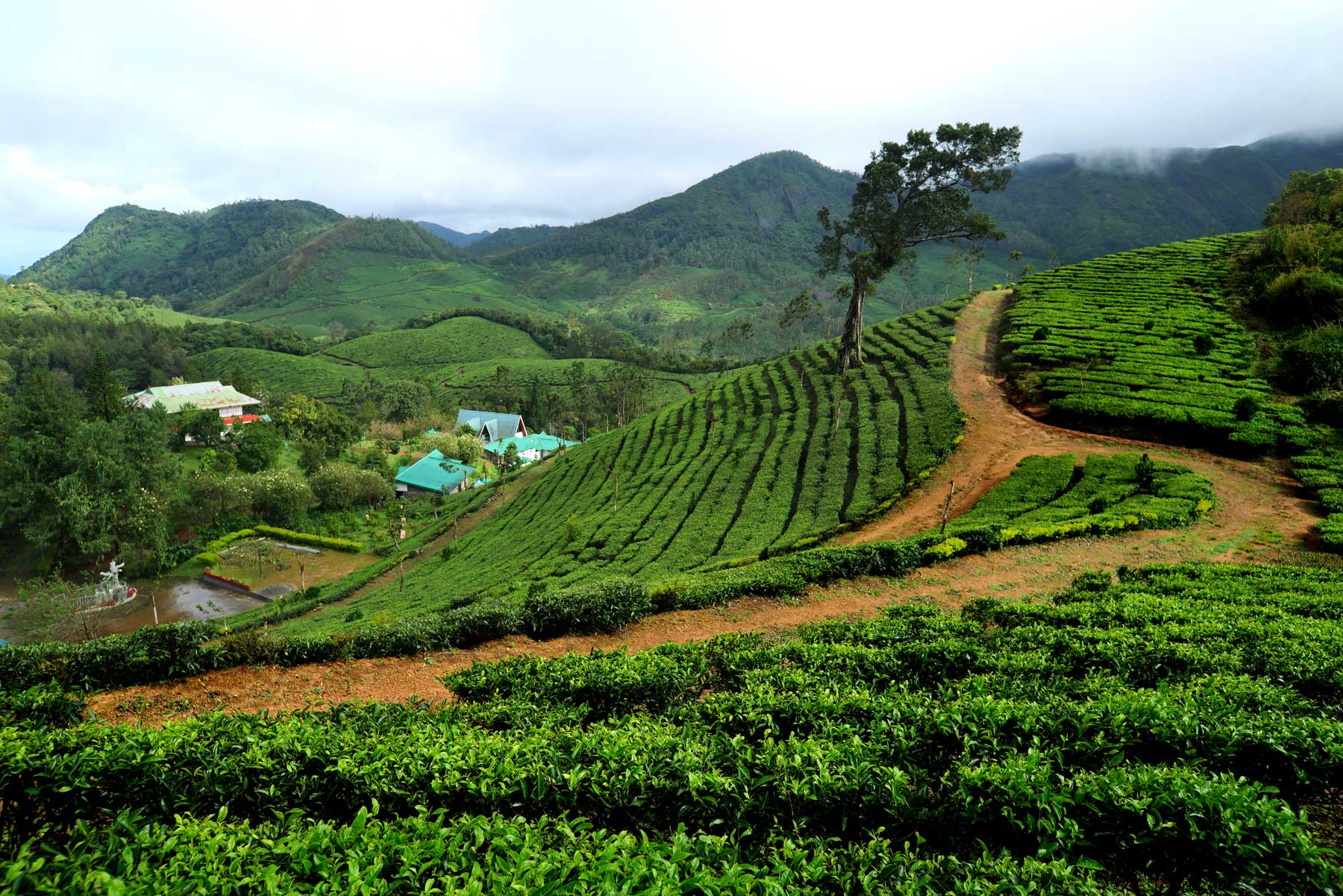 Mountain Resorts in Munnar | Plantation Resorts in Munnar