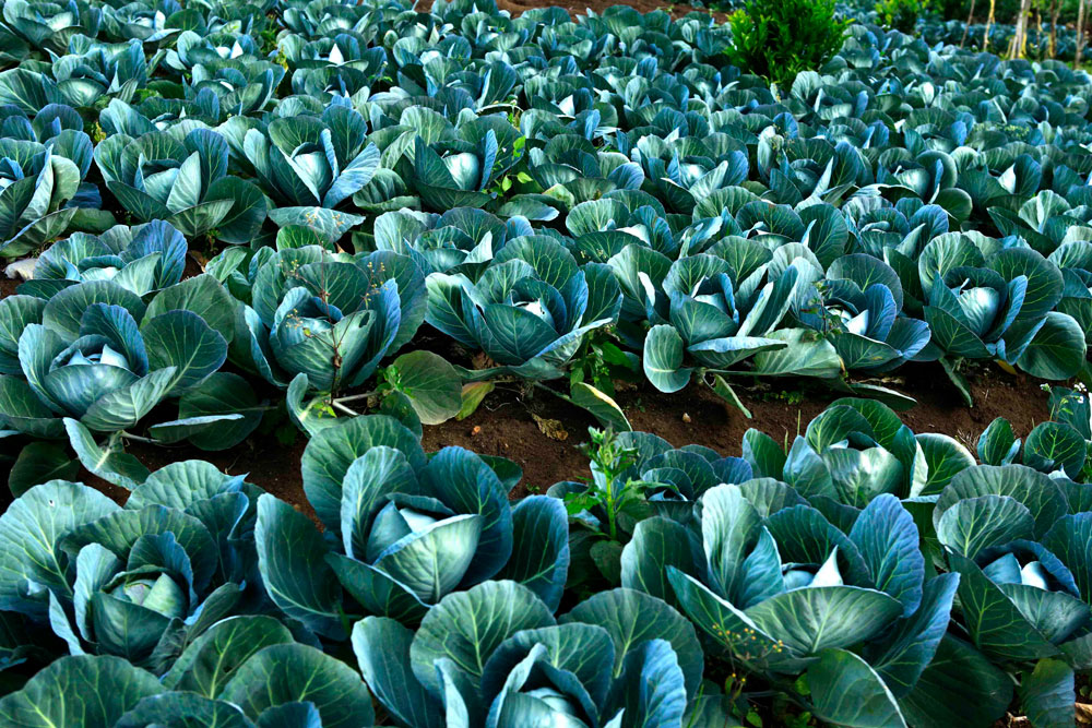 organic cabbage farming