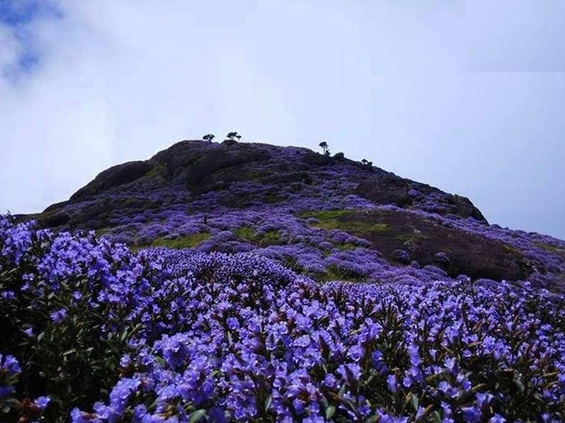 Neelakurinji Bloom in Munnar