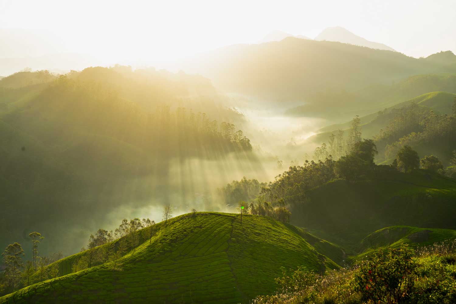 Best resorts in Munnar