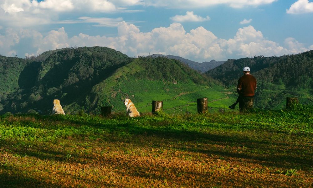 Mountain Resorts in Munnar