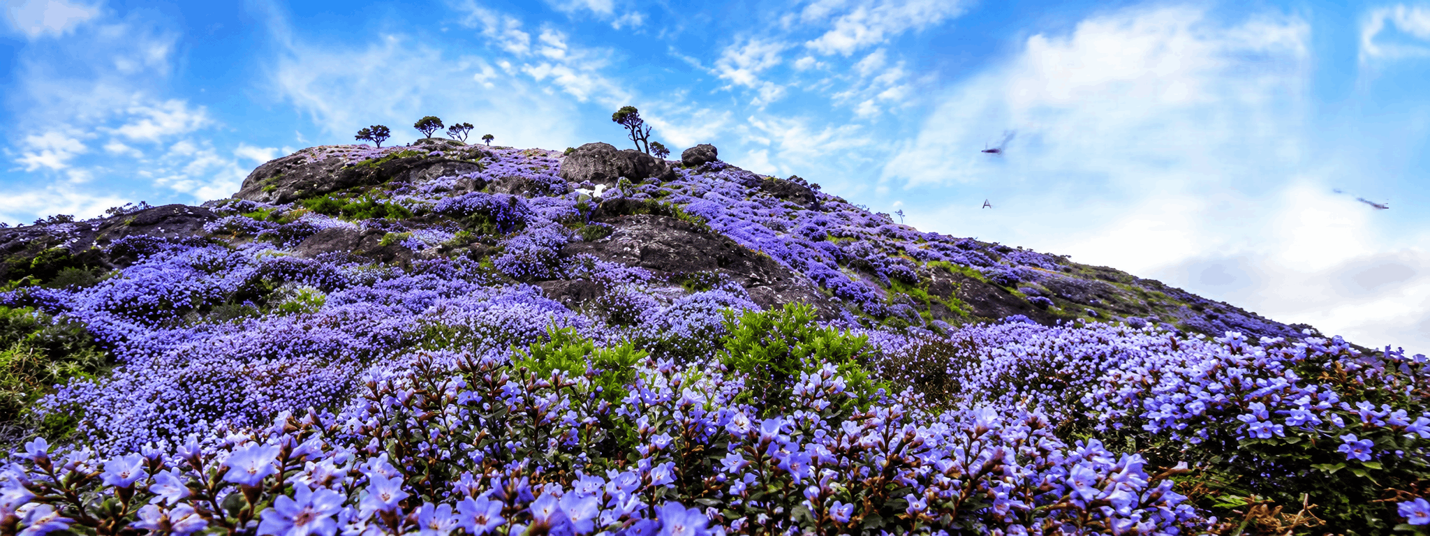 Top resorts in Munnar